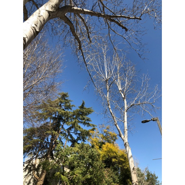 Trees Soaring Photographic Poster