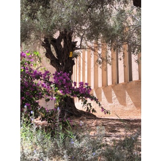 Bougainvillaea and Olive Photographic Poster