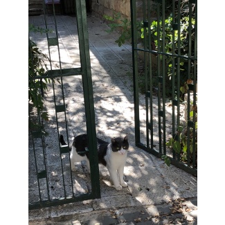 Cat Through a Gate Photographic Poster